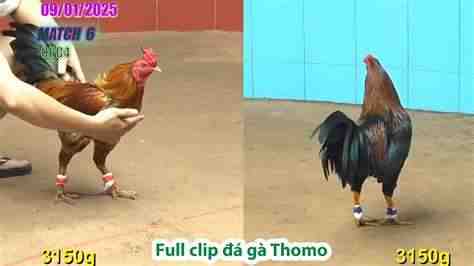 bj88 vnđ đá gà thomo