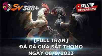 đá gà thomo ae888