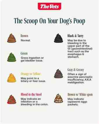 dabet dog