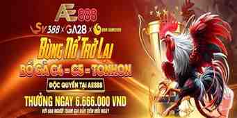 trang đá gà ae888
