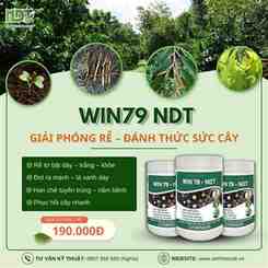 win79 bị bắt